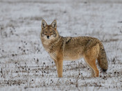 Coyote - canas lantras