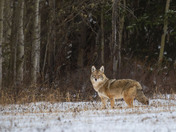 Coyote - canas lantras