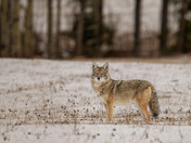 Coyote - canas lantras
