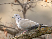 Easter Dove