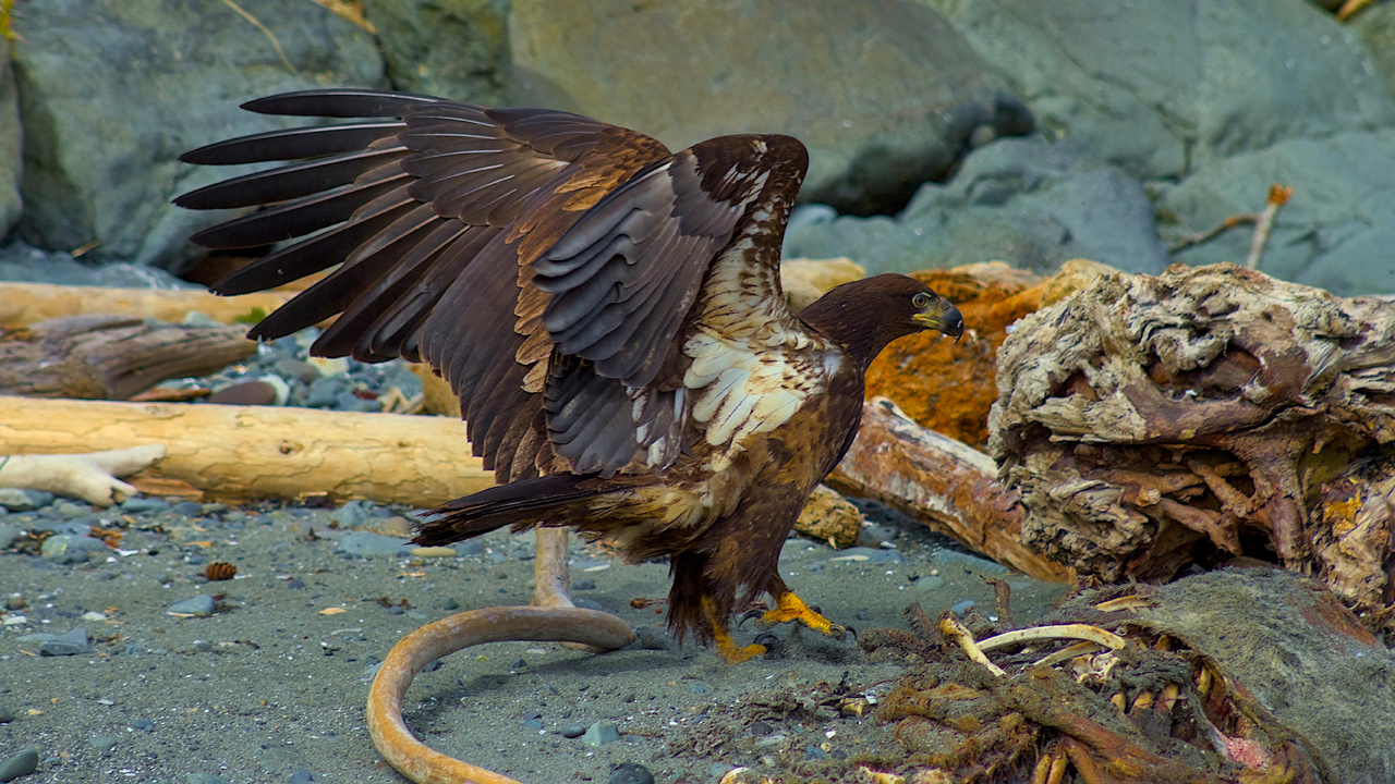 Feeding On A Seal Carcass