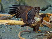Feeding On A Seal Carcass