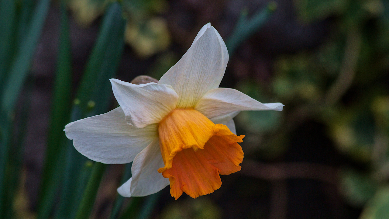 Daffodil