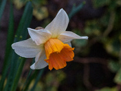 Daffodil