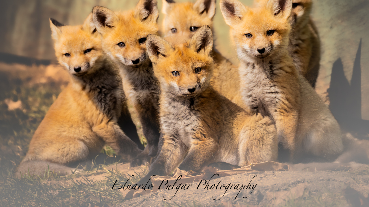Fox Kits