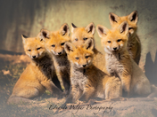 Fox Kits