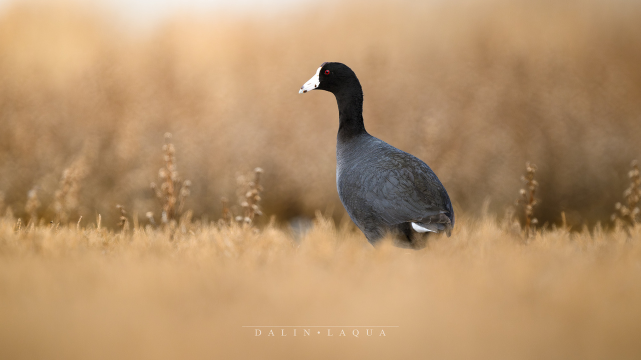 Ode to the lowly Coot