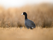 Ode to the lowly Coot