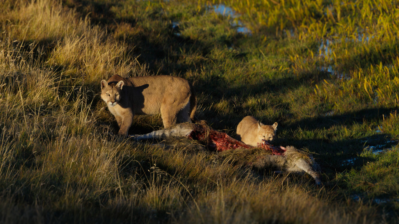 Nire the puma cub feasting