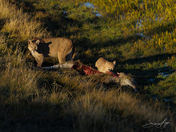 Nire the puma cub feasting