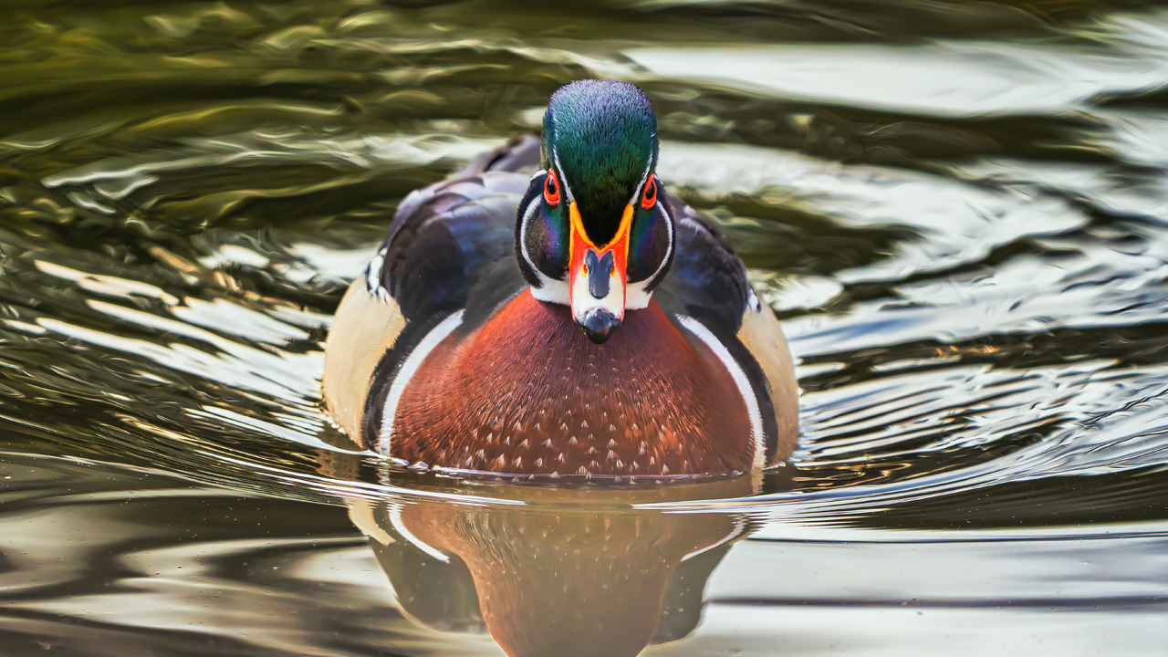 Wood Duck