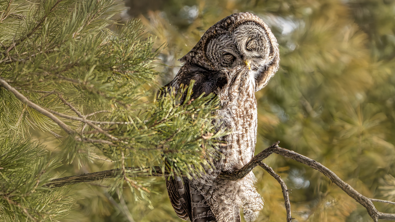 Great Grey Owl Preening