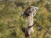 Great Grey Owl Preening