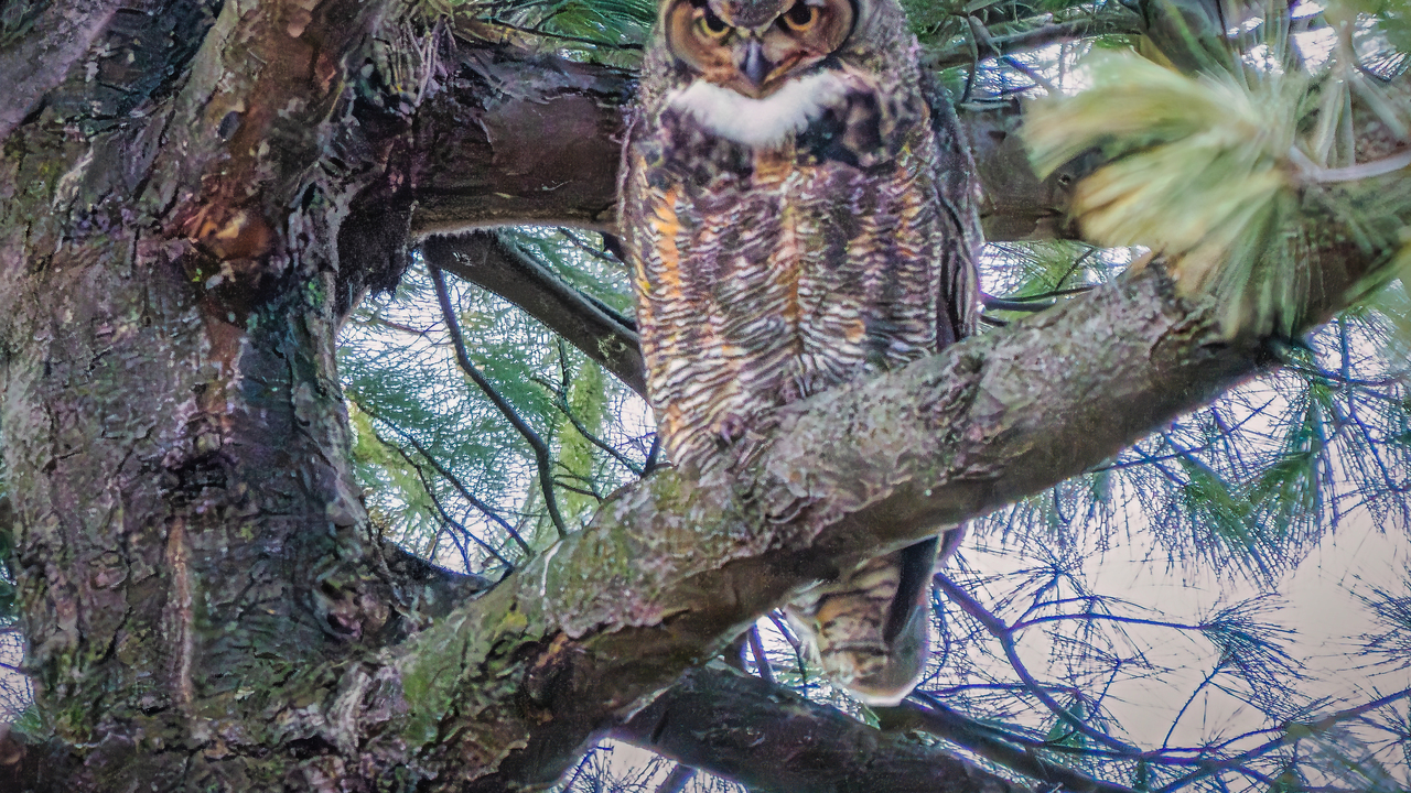 Great Horned Owl