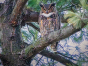 Great Horned Owl