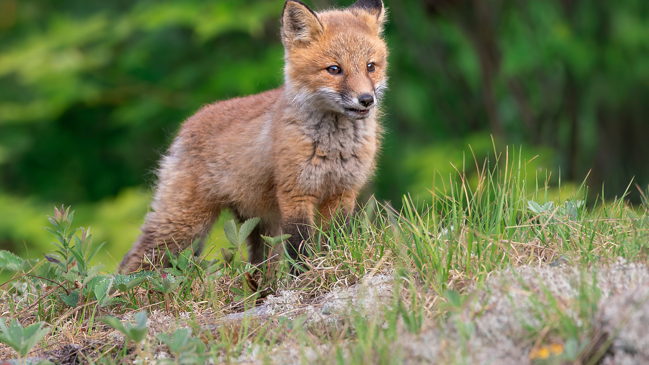 Playful Fox Kit