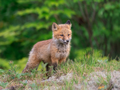 Playful Fox Kit