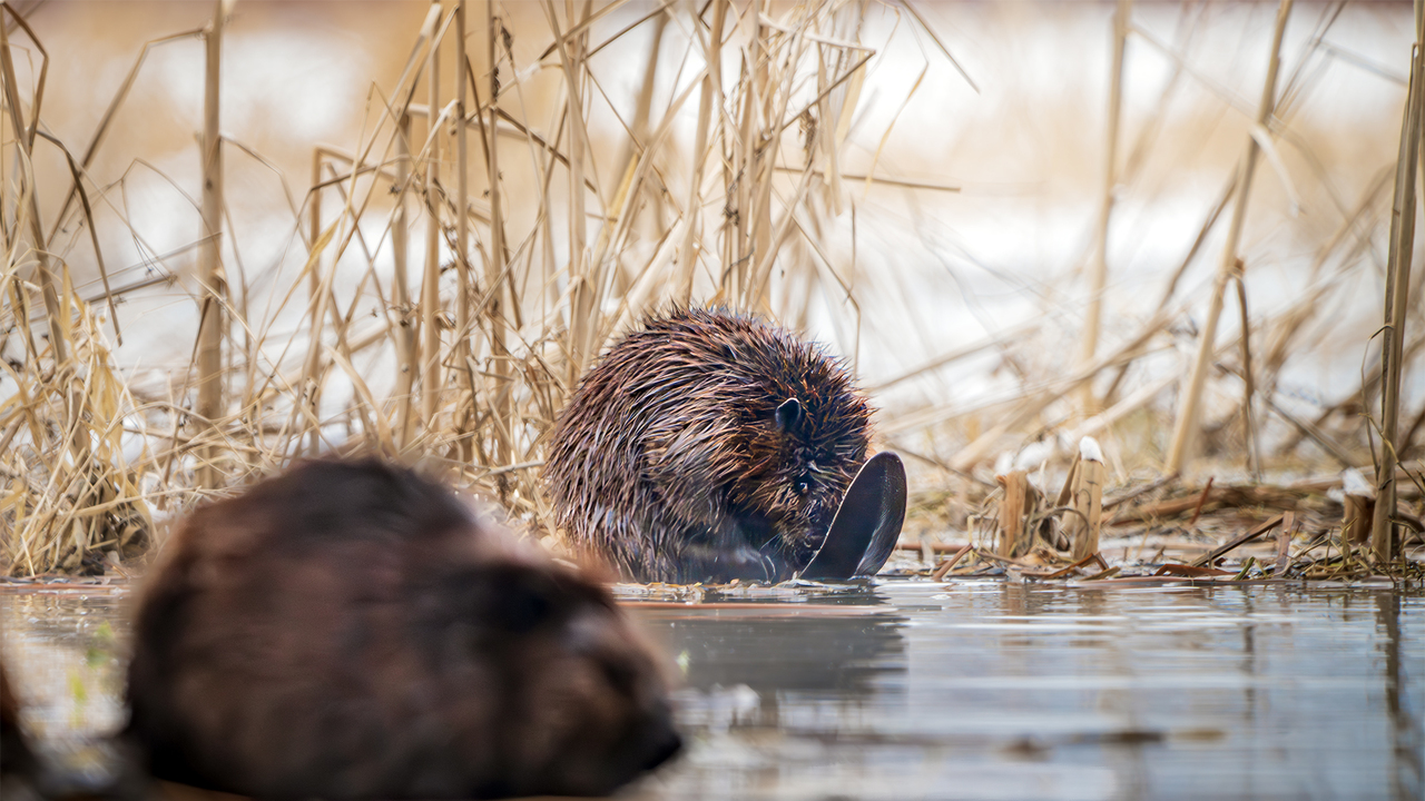 Peaky Beaver