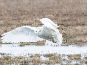 Snowy owl in flight