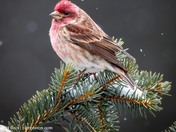 purple finch in snow