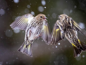 Dancing finches