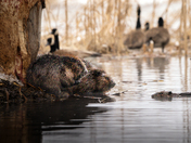 Meet the Beavers
