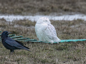 And that's when the trouble started...