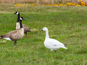Snow Goose