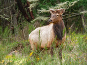 Roosevelt Elk 