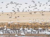 Migration Conference