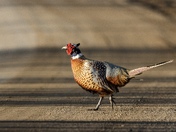 Ring-necked Pheasant