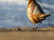 Ring-necked Pheasant