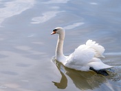 Swan