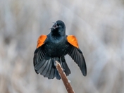 Red-winged Blackbird