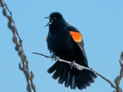 Red-winged Blackbird