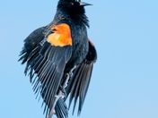 Red-winged Blackbird
