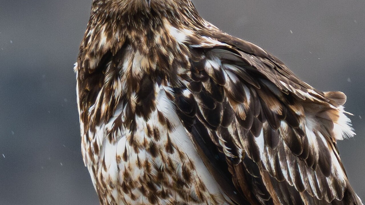 An immature Bald Eagle who does not seem to be impressed with the rain!