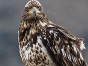 An immature Bald Eagle who does not seem to be impressed with the rain!