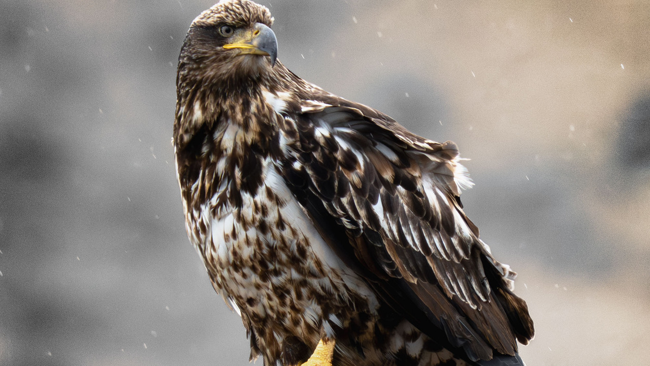 An immature Bald Eagle who does not seem to be impressed with the rain!