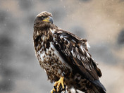 An immature Bald Eagle who does not seem to be impressed with the rain!