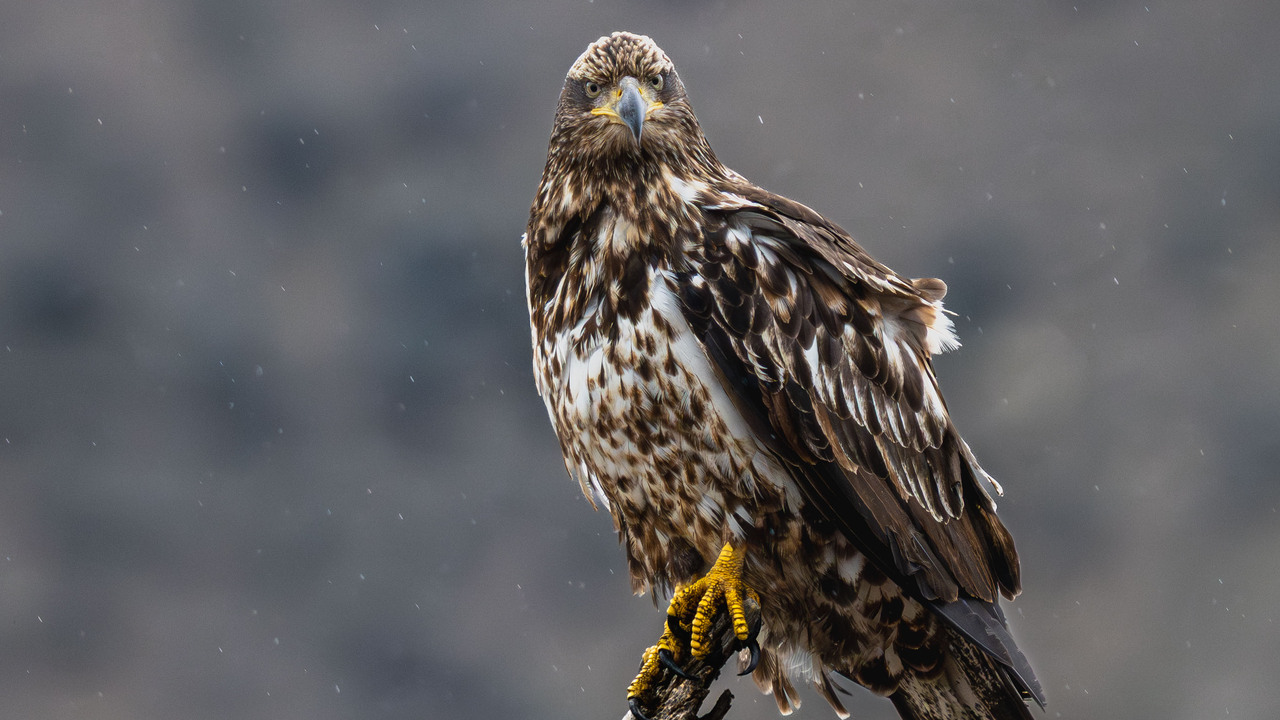 An immature Bald Eagle who does not seem to be impressed with the rain!