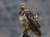 An immature Bald Eagle who does not seem to be impressed with the rain!