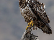 An immature Bald Eagle who does not seem to be impressed with the rain!
