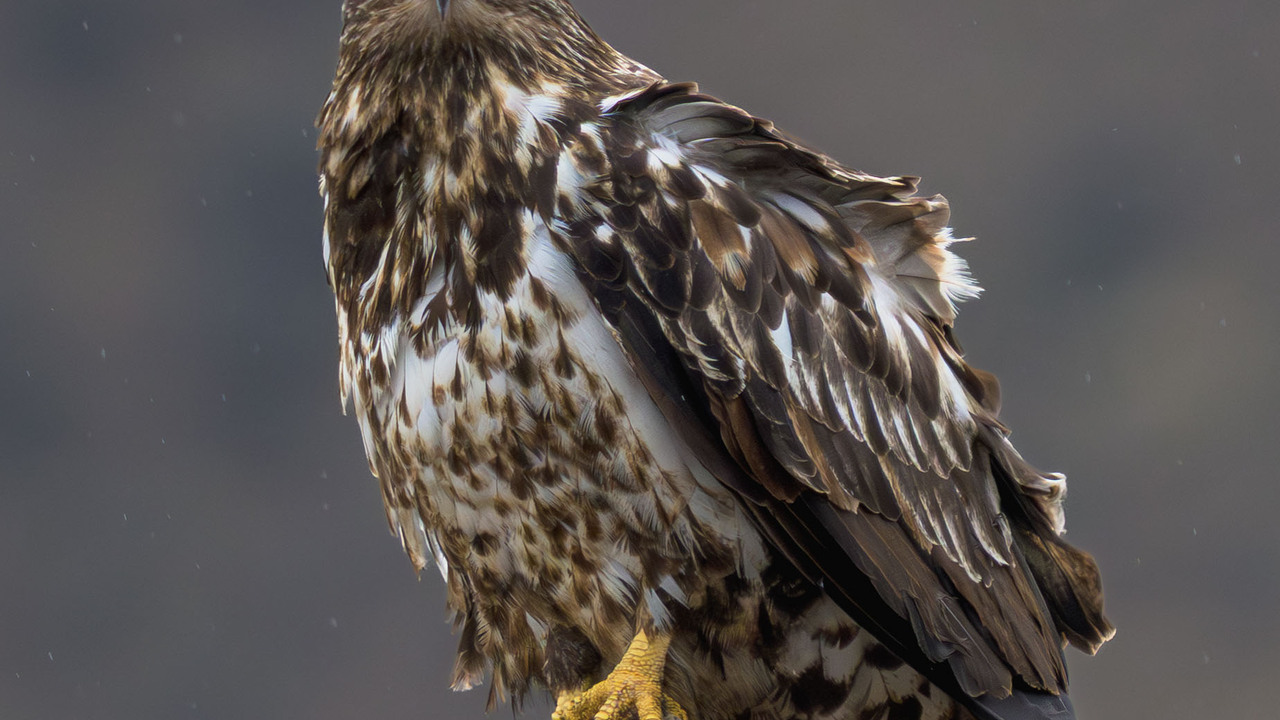 An immature Bald Eagle who does not seem to be impressed with the rain!