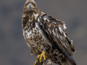 An immature Bald Eagle who does not seem to be impressed with the rain!