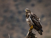An immature Bald Eagle who does not seem to be impressed with the rain!