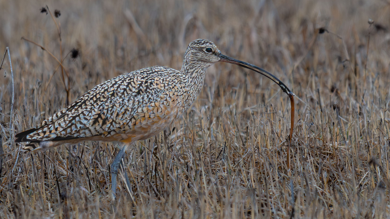 Long-billed Curlew
