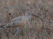 Long-billed Curlew