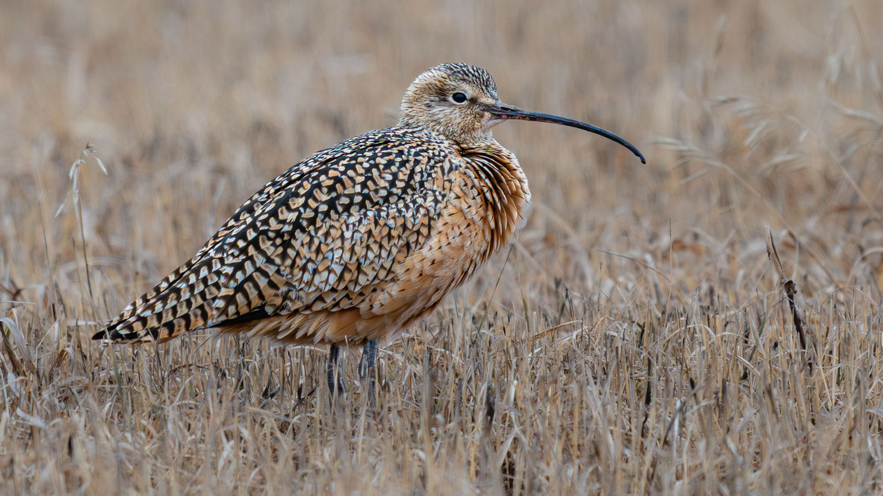 Long-billed Curlew