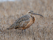 Long-billed Curlew